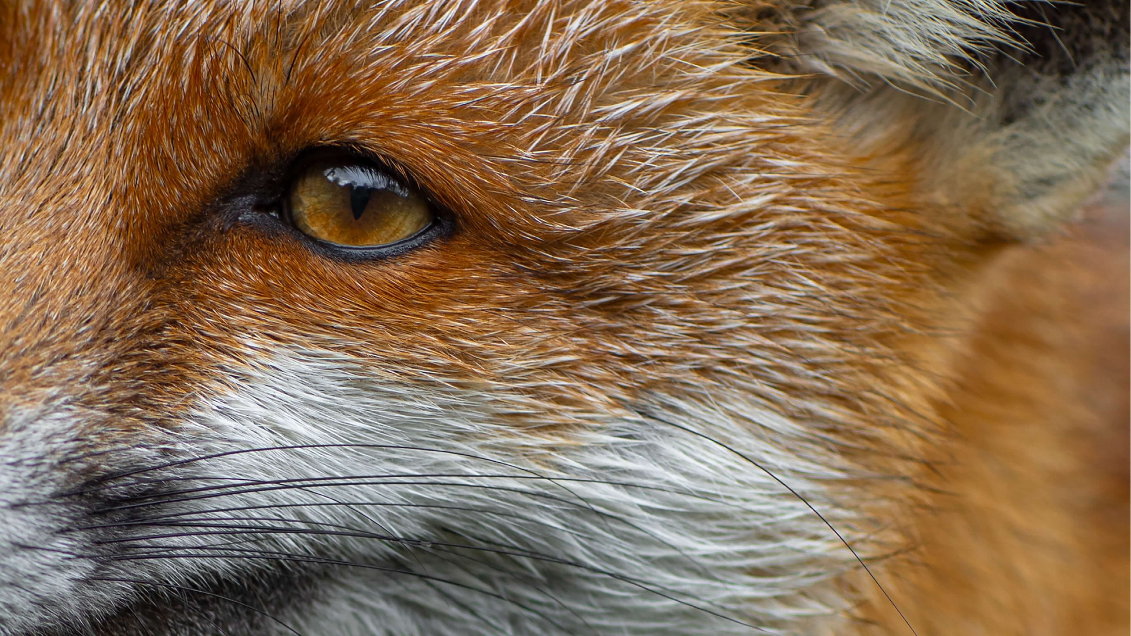 Cover du projet Regain