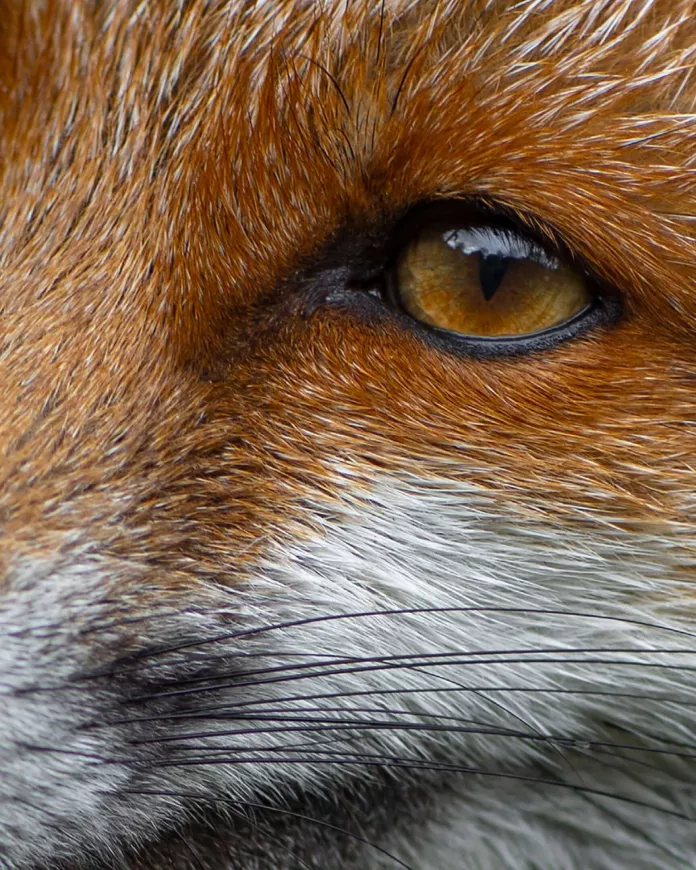 Cover du projet Regain